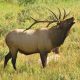 A picture of an elk bugling.