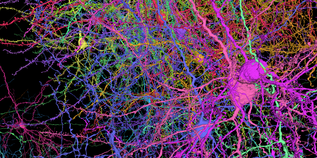These are all the connections in a bit of mouse brain the size of a grain of sand