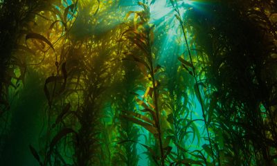kelp forest off California coast