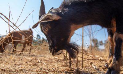 Goats Battle Against Western WildfiresGoats Really Are the G.O.A.T. in the Fight to Prevent Western Wildfires