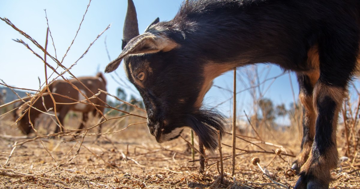 Goats Battle Against Western WildfiresGoats Really Are the G.O.A.T. in the Fight to Prevent Western Wildfires