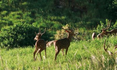 Axis deer roaming field