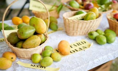 Venture capital firm Greylock gears up for mango seeds