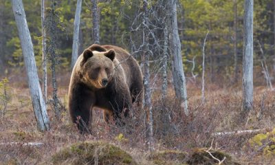How to Stay Safe in Bear Country, According to an Expert
