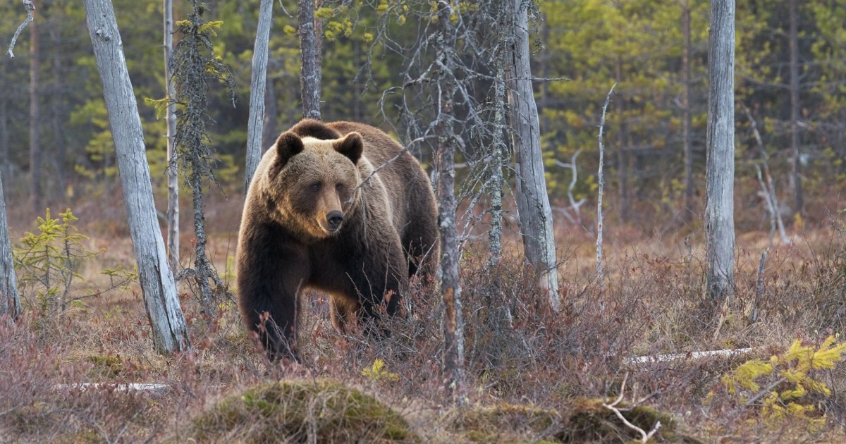How to Stay Safe in Bear Country, According to an Expert