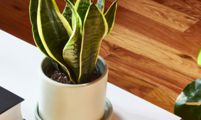 snake plant in a white pot on a table