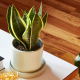 snake plant in a white pot on a table