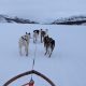 Huskies pulling a dogsled along a snowy trail in Northern Norway