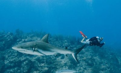 Scuba diving with shark