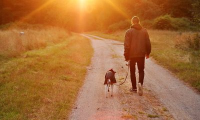 Dog Ownership Protects Against Disability In Older People: Study