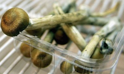 Magic Mushroom: Psilocybin Treatment Eases Depression Symptoms Up To 1 Year, Study Finds