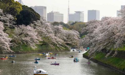 Cherry Blossoms in Japan: Where to See Sakura in Tokyo