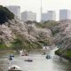 Cherry Blossoms in Japan: Where to See Sakura in Tokyo