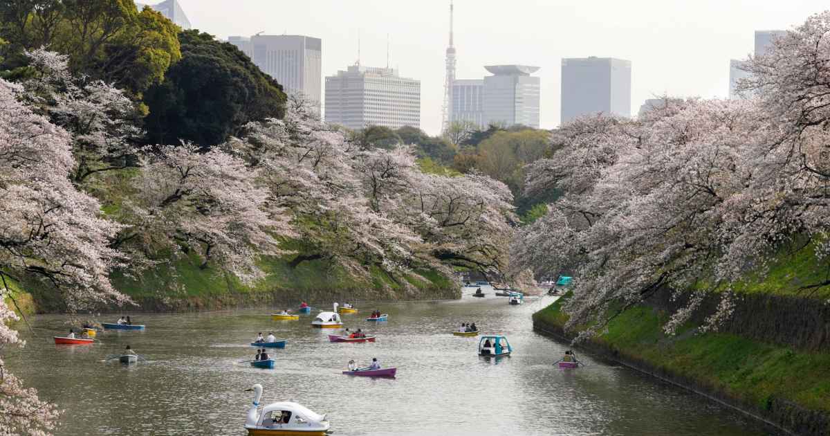 Cherry Blossoms in Japan: Where to See Sakura in Tokyo