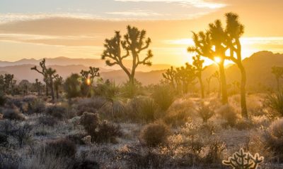 Joshua Tree National Park: Essential Tips for Your First Visit