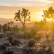 Joshua Tree National Park: Essential Tips for Your First Visit
