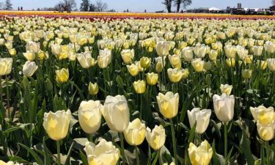 Yellow tuliips bloom in Woodburn, Oregon.