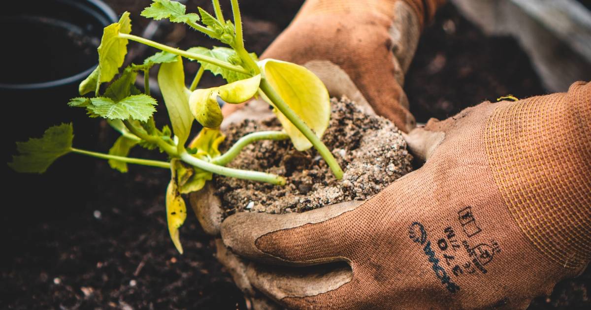Earth Day Volunteering: 6 Great Ways to Get Involved This Year