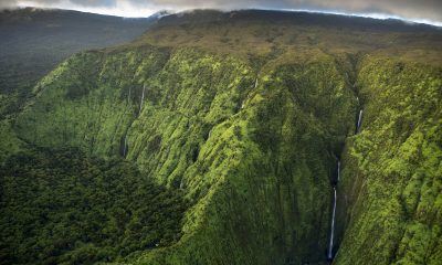 How A.I. is helping to protect biodiversity in Hawaii