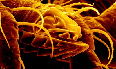 Over 14% Of World Has Had Lyme Disease: Study