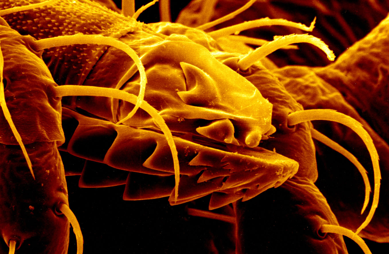 Over 14% Of World Has Had Lyme Disease: Study