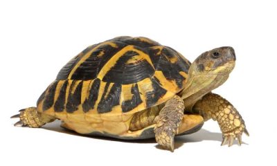 Brown tortoise 