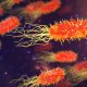 CDC Warns Of Fatal Dangers Of Rare Bacteria Disease