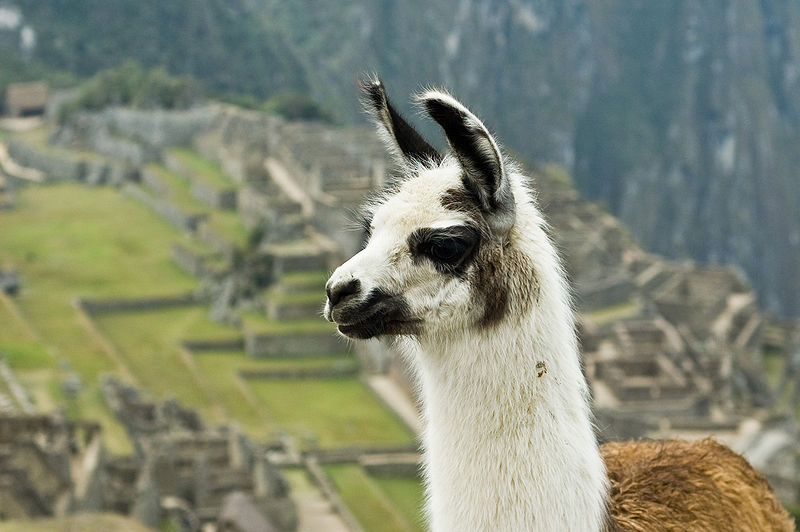 Can We Get Covid Protection From Using Nanobodies Found In Llama Blood?