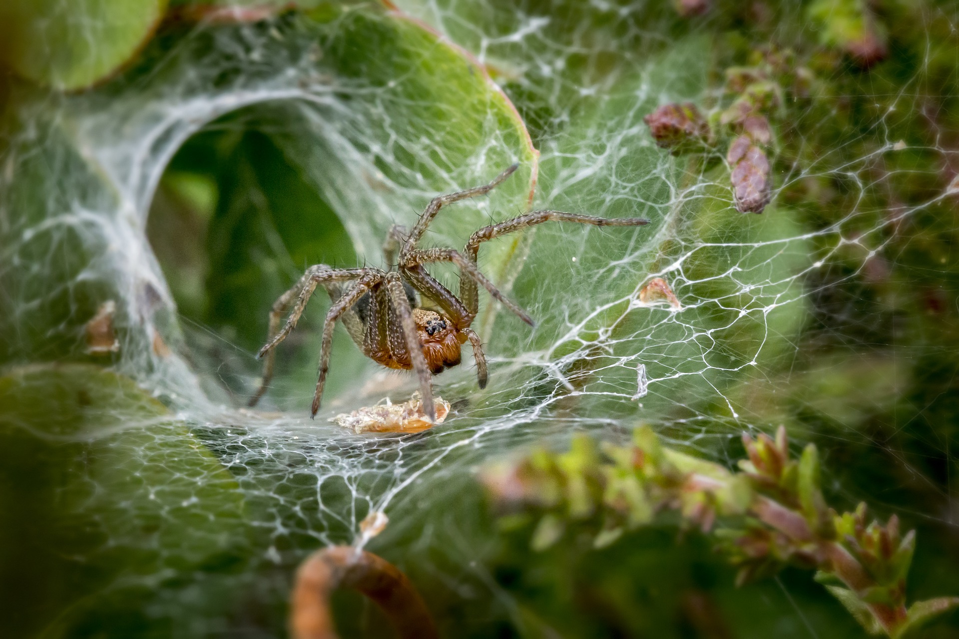 Funnel-Web Spider Venom A Potential Heart Attack Treatment: Research