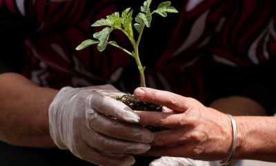 Gardening Leads To Better Mental Health, Study Says