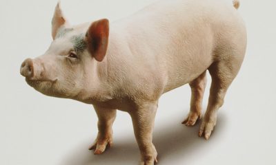Researchers repaired cells in damaged pig organs an hour after death