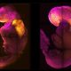 Scientists have created synthetic mouse embryos with developed brains