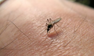 What Is West Nile Virus? 2 Cases Reported In New York City
