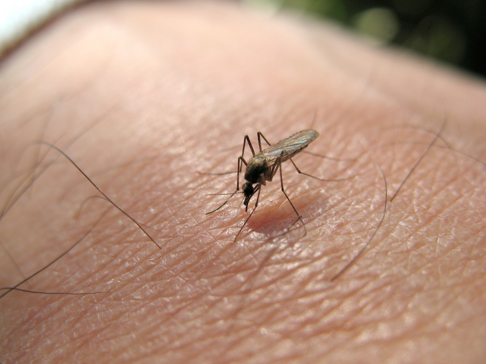 What Is West Nile Virus? 2 Cases Reported In New York City