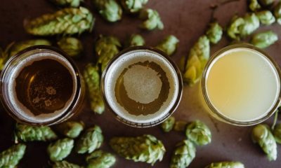 Everything You Need to Know About Hops