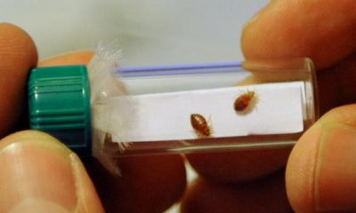 Not Just Pests: Bed Bugs Produce This Chemical In Large Amounts, Study Finds