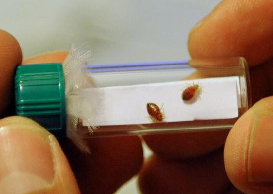 Not Just Pests: Bed Bugs Produce This Chemical In Large Amounts, Study Finds
