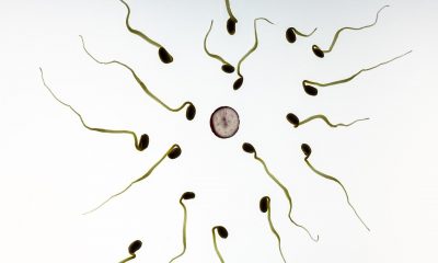 Scientists Discover New Protein That Helps Sperms Fuse With Egg; May Enhance Fertility Treatment