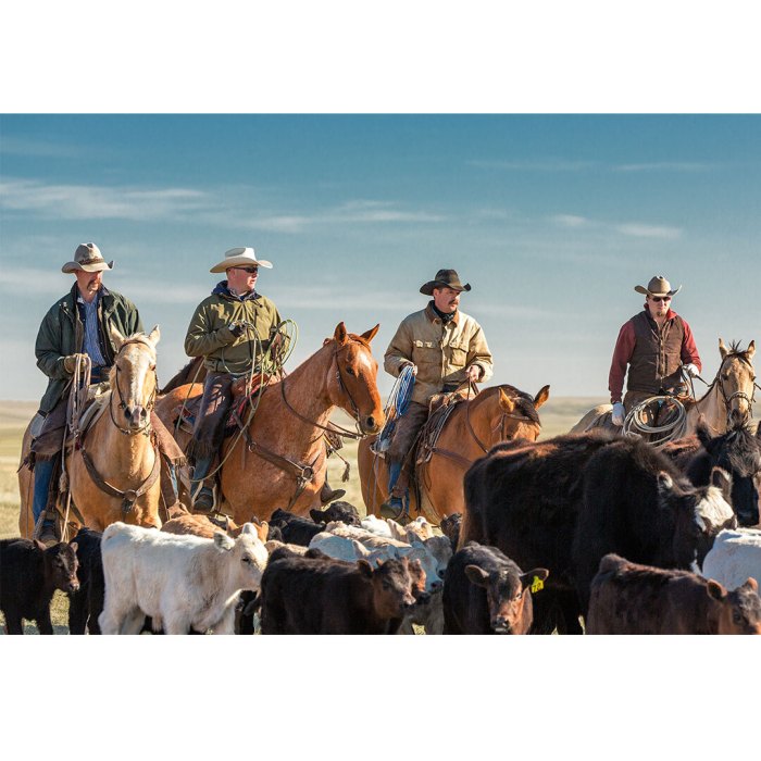 A Closer Look at Montana's Cattle Drive Legacy