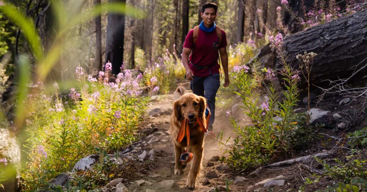 The 12 Best Leashes for Adventurous Dogs