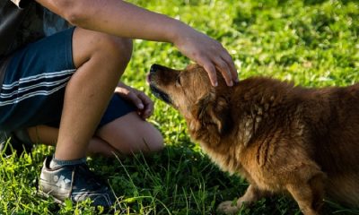 This Is What Happens To Your Brain When You Pet Dogs