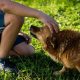 This Is What Happens To Your Brain When You Pet Dogs