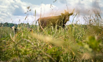 tick's eye view through the grass of a cow