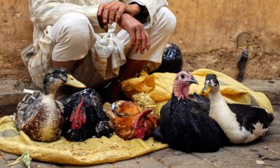 Avian Flu Outbreak Kills 50.54 Million Birds In US