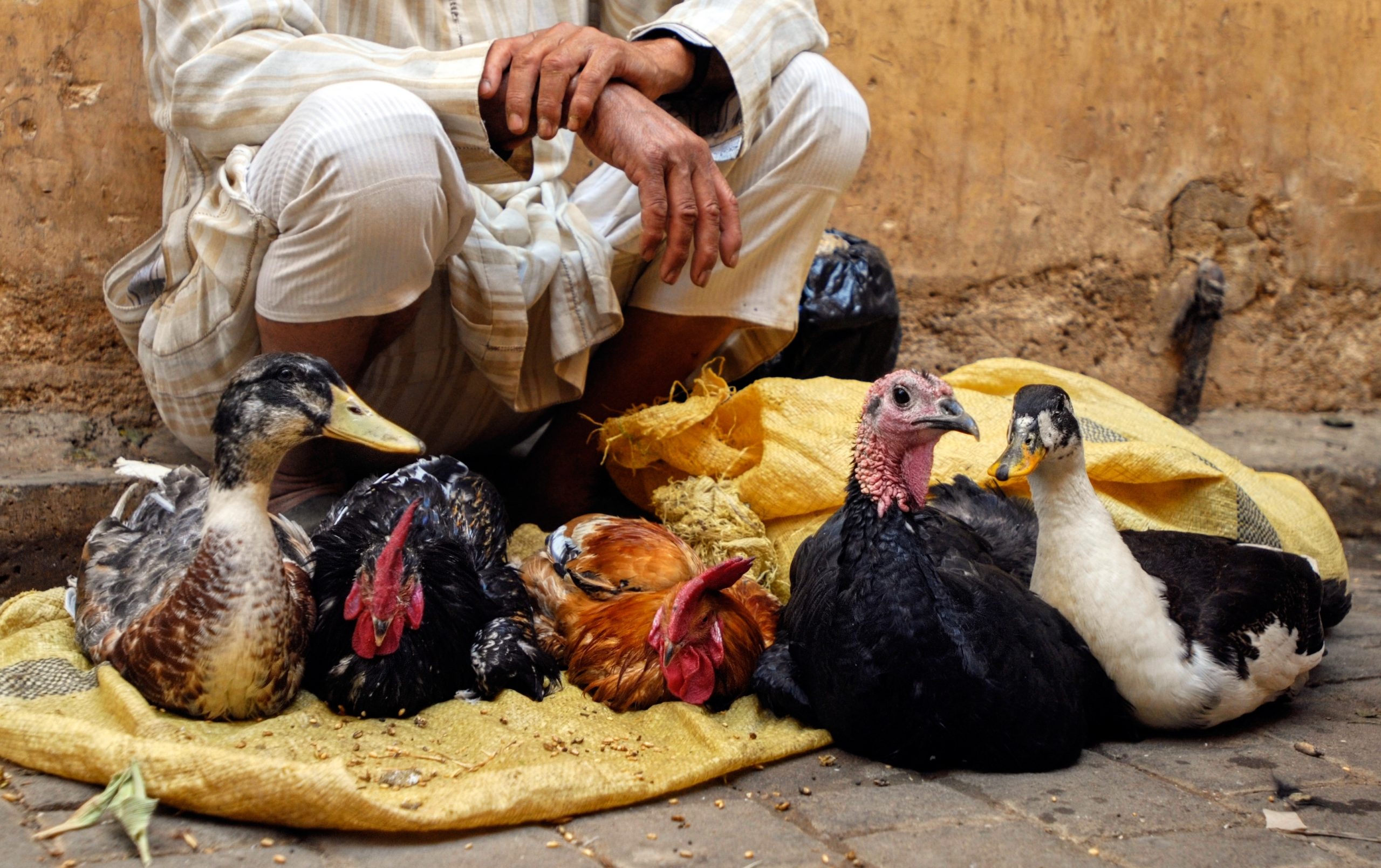 Avian Flu Outbreak Kills 50.54 Million Birds In US