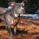 The Best Dog Harnesses for Outdoor Adventures