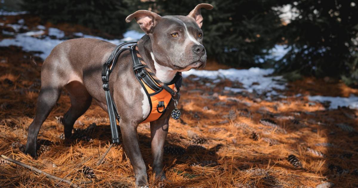 The Best Dog Harnesses for Outdoor Adventures
