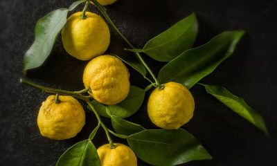 Yuzu citrus on branch