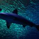Seafood Fraud: Study Finds Threatened Sharks Being Served In Fish Fillets