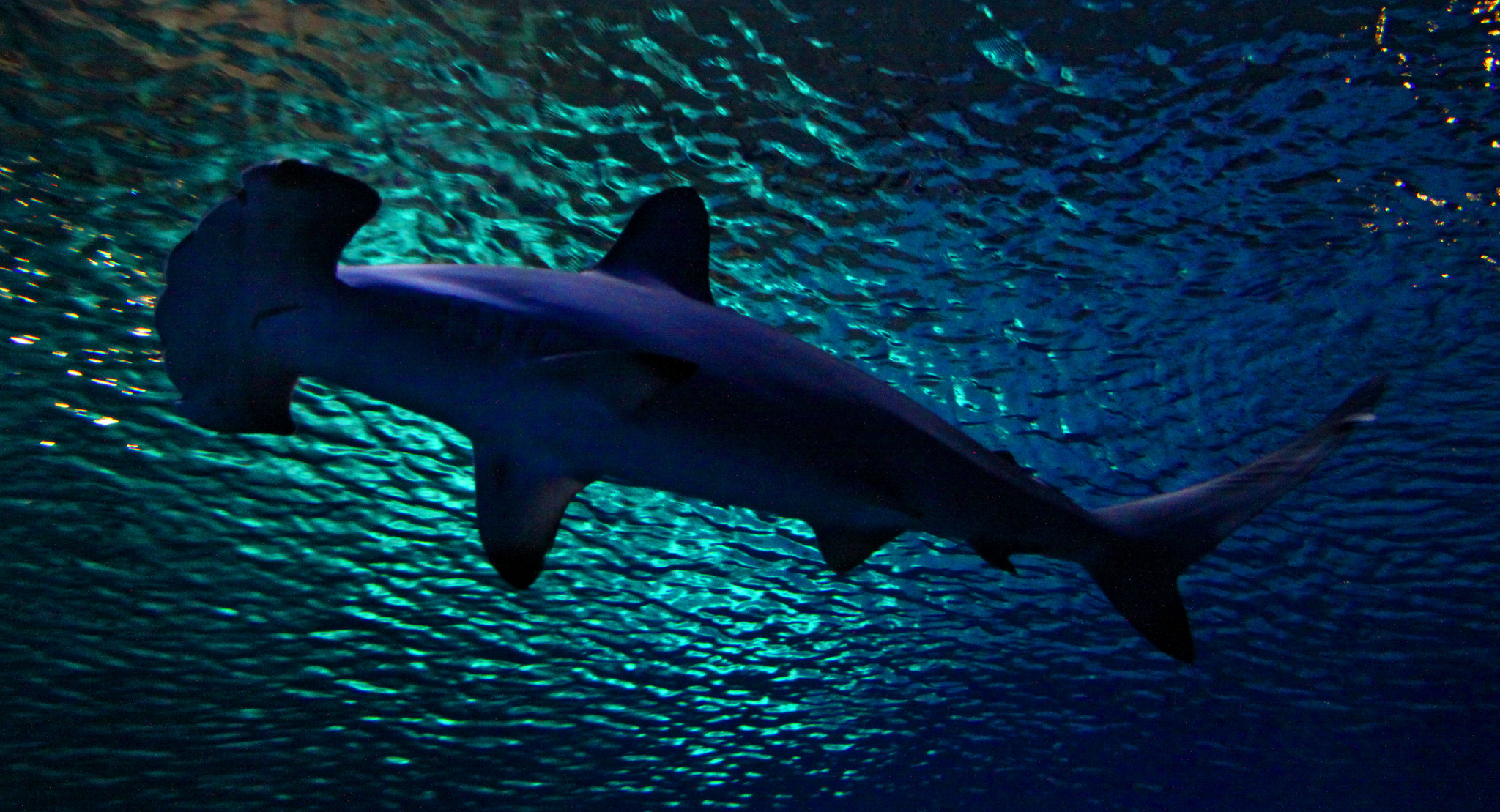 Seafood Fraud: Study Finds Threatened Sharks Being Served In Fish Fillets
